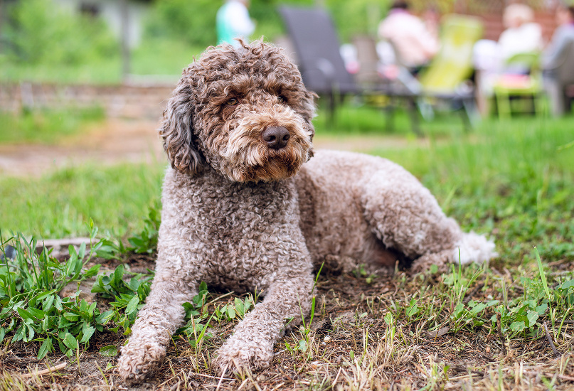 LAGOTTO ROMAGNOLO