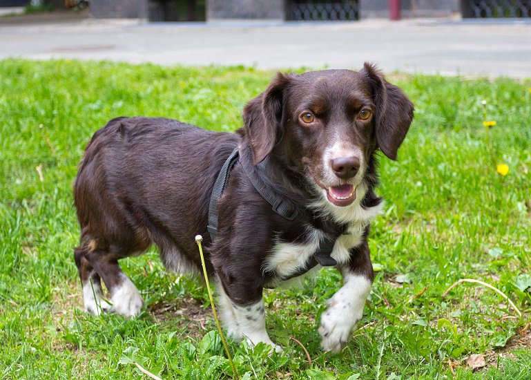 WESTFÁLSKY JAZVEČÍKOVITÝ DURIČ