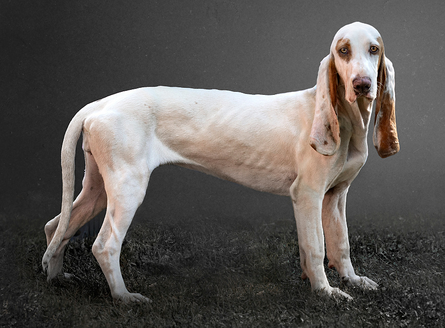 ŠPANĚLSKÝ SABUESO