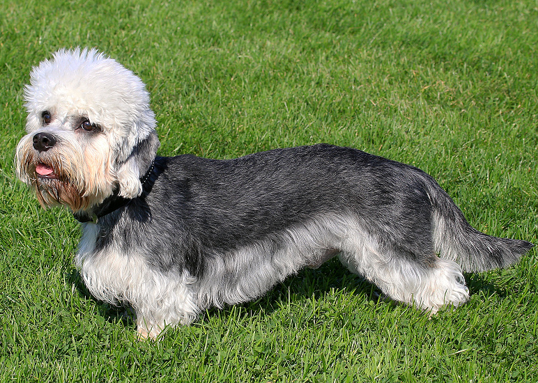 DANDIE DINMONT TERIER