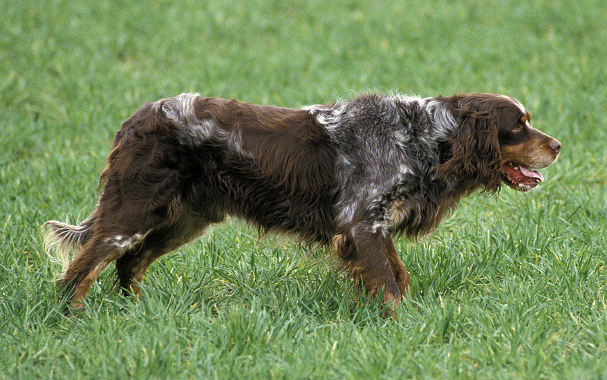 PIKARDSKÝ STAVAČ DLHOSRTÝ