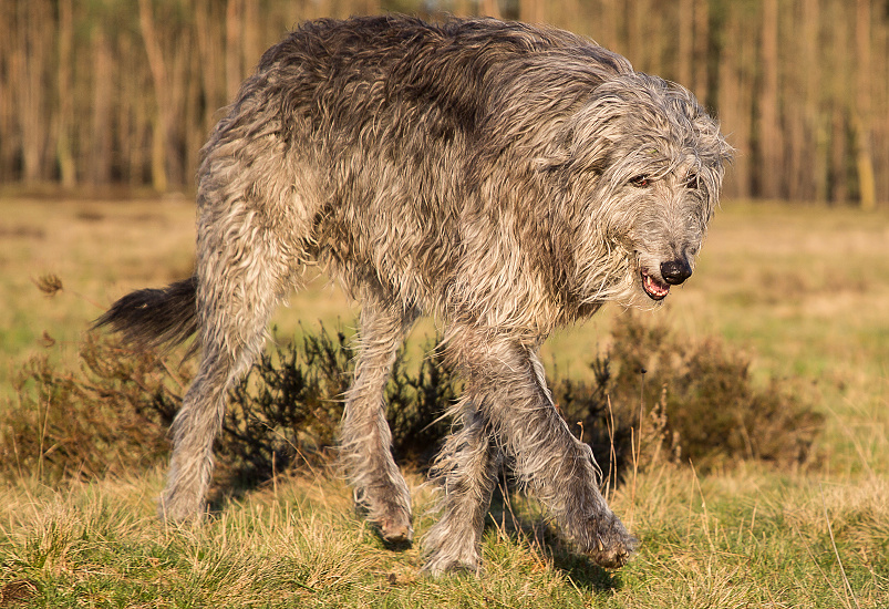 DEERHOUND