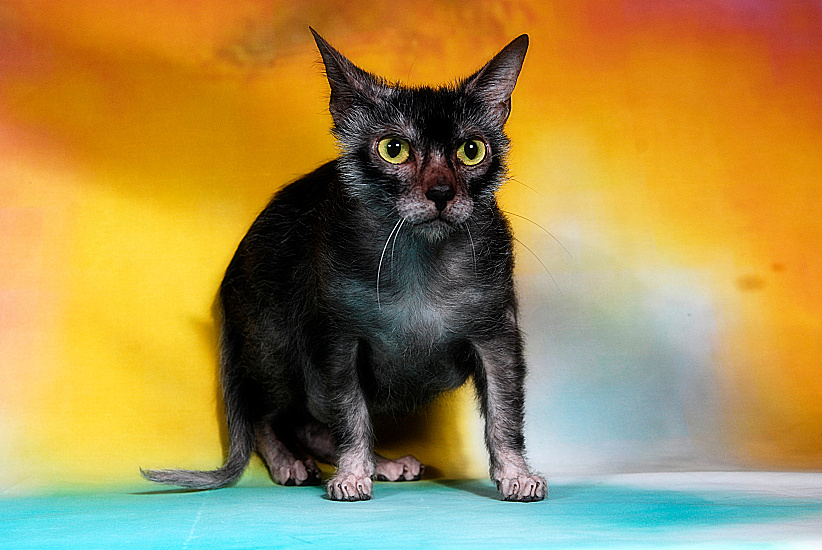 LYKOI
