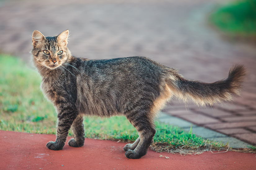 BRAZÍLSKA KRÁTKOSRSTÁ MAČKA