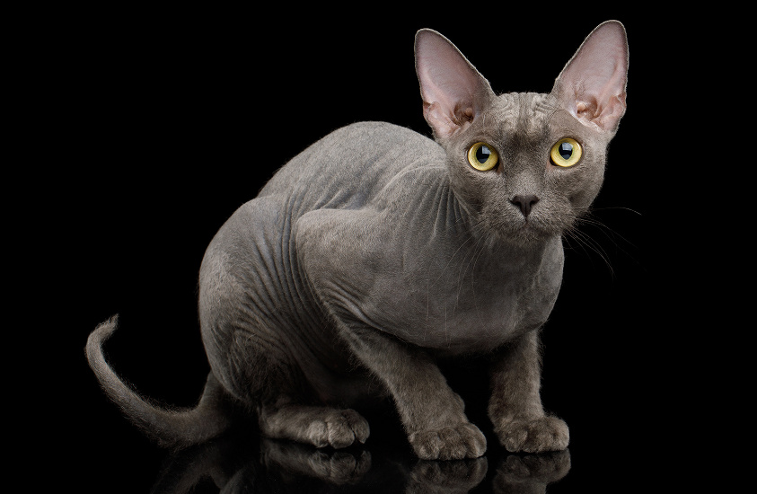 SPHYNX