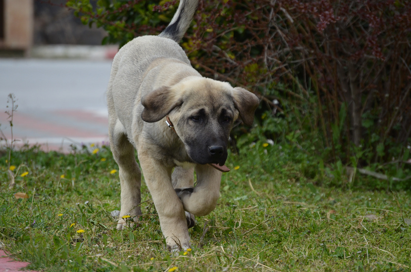 KANGALSKÝ PASTEVECKÝ PES