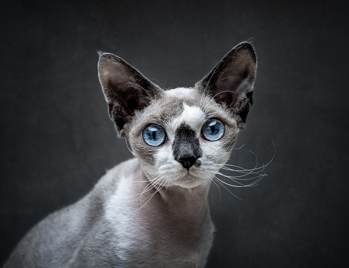 DEVON REX