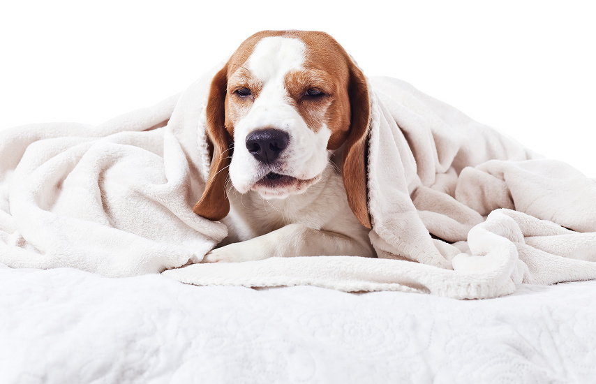 PSINCOVÝ KAŠEĽ A AKO HO LIEČIŤ