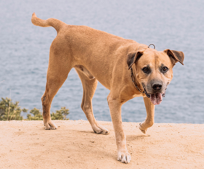 URUGUAJSKÝ CIMARRON