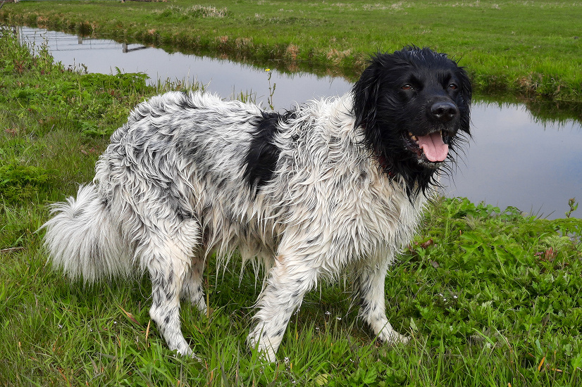 FRÍZSKÝ STAVAČ (STABYHOUN)