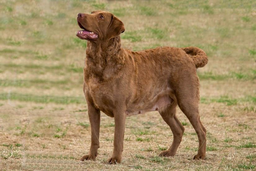 CHESAPEAKE BAY RETRIEVER