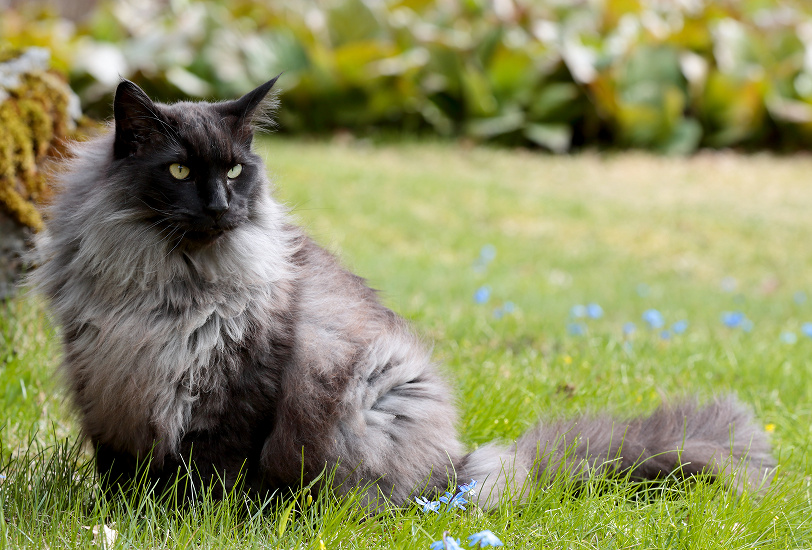 NÓRSKA LESNÁ MAČKA