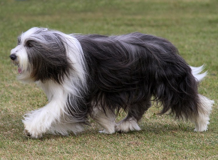 BEARDED COLLIE