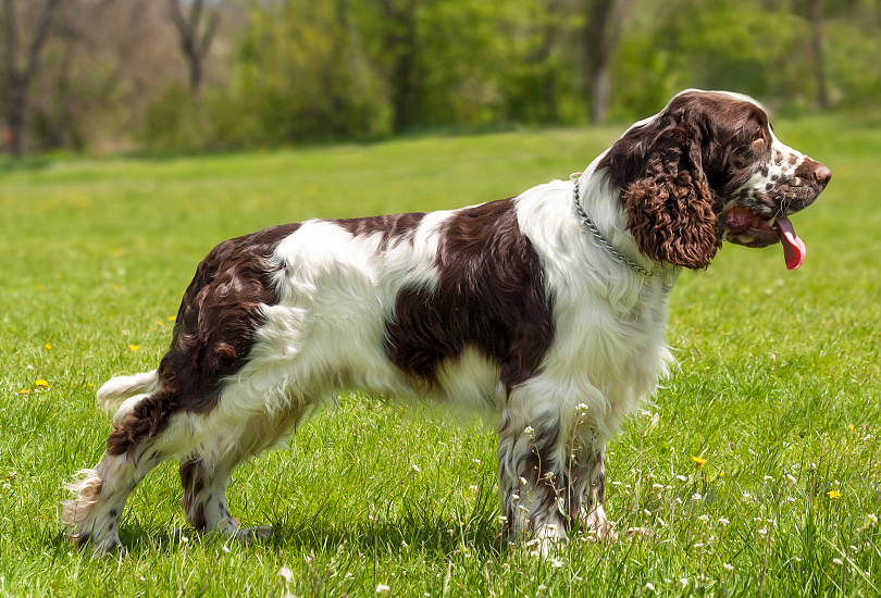 ANGLICKÝ ŠPRINGR ŠPANĚL