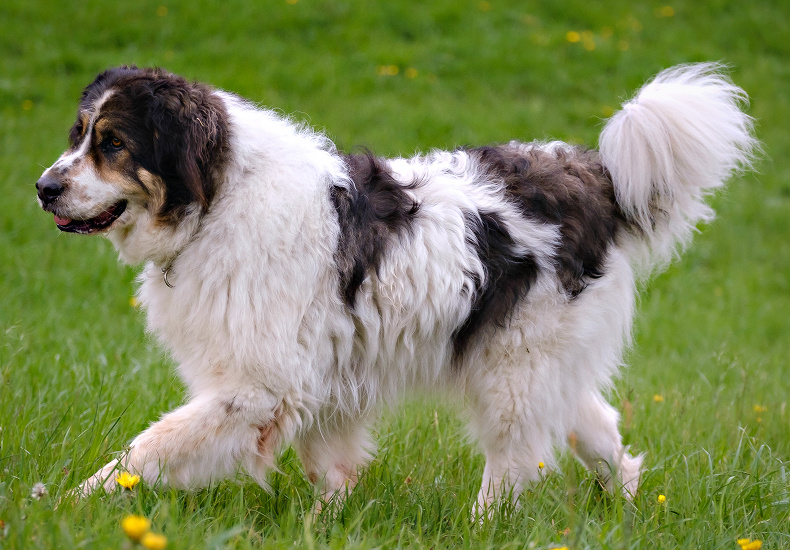 BOSENSKO – HERCEGOVINSKÝ – CHORVATSKÝ OVČIAK (TORNJAK)