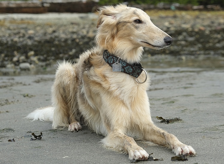 DLOUHOSRSTÝ WHIPPET