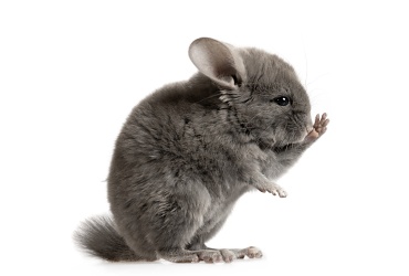 JE PRE VÁS ČINČILA TÝM PRAVÝM MAZLÍKOM ?