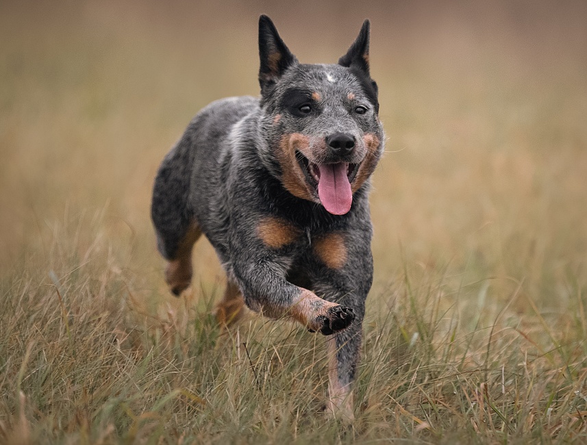 AUSTRALSKÝ HONÁCKÝ PES