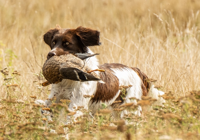 DRENTSCHE PATRISIJSHOND ( Drentský koroptvář)