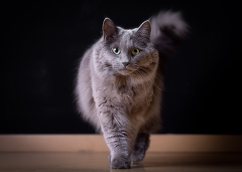 NEBELUNG