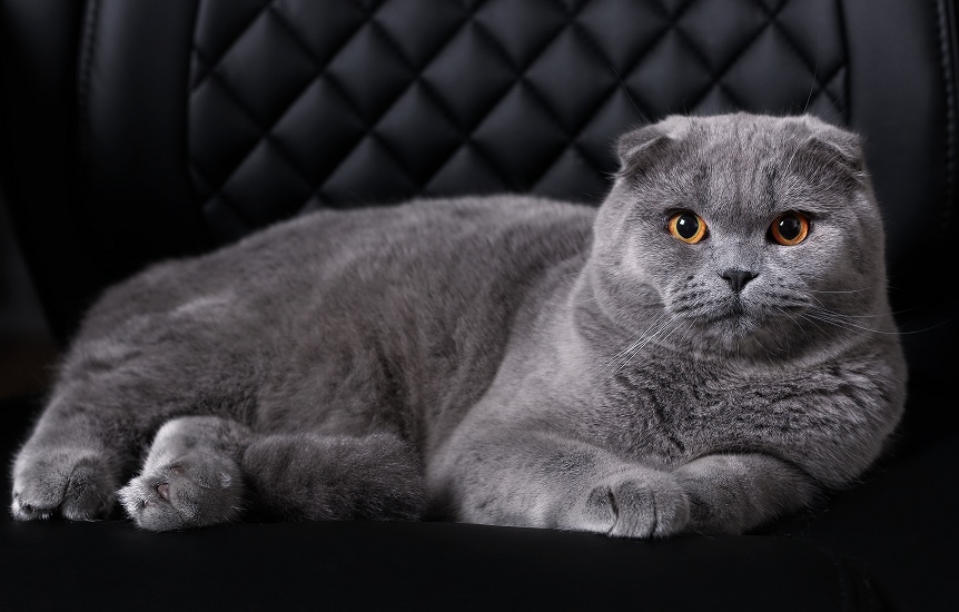 ŠKÓTSKÁ KLAPOUCHÁ MAČKA