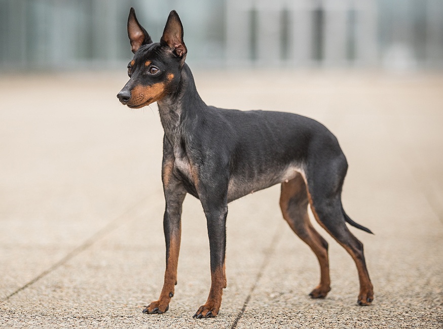 ANGLICKÝ TOY TERIER