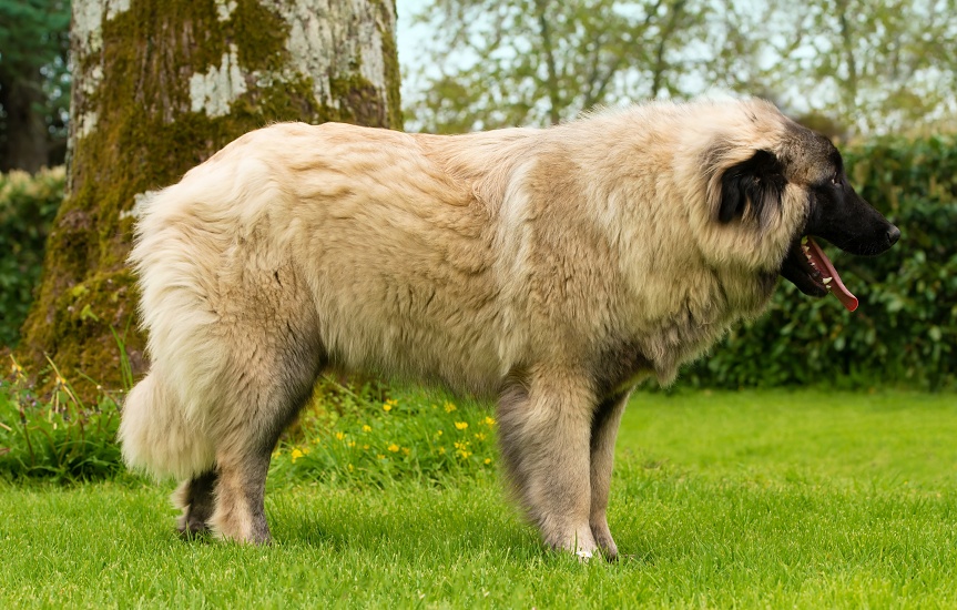 ESTRELSKÝ PASTIERSKY PES