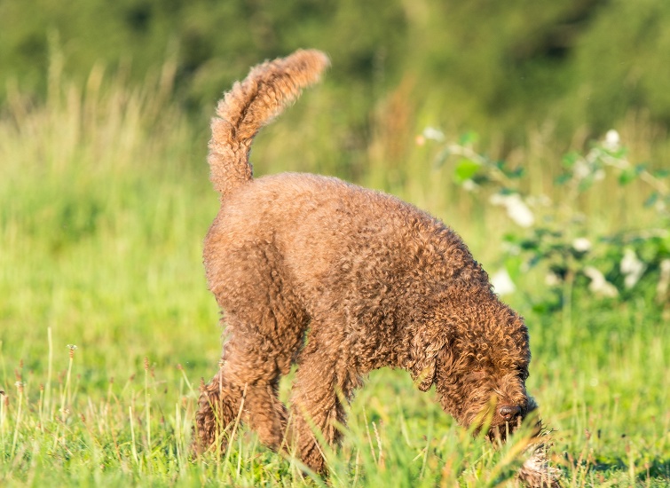 BARBET