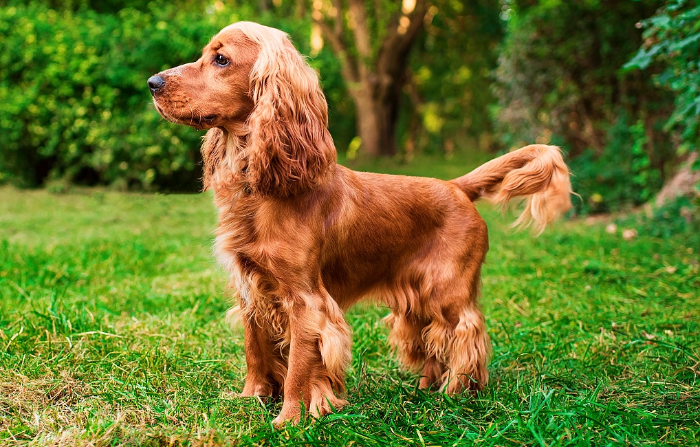 ANGLICKÝ KOKERŠPANIEL