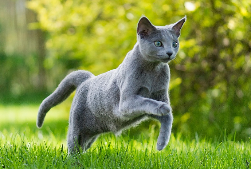 RUSKÁ MODRÁ MAČKA