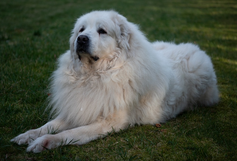 PYRENEJSKÝ HORSKÝ PES