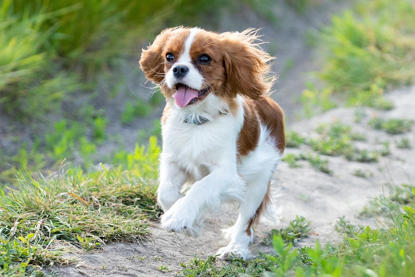 LUXÁCIA PATELY – ČÉŠKY