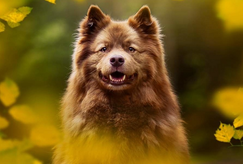 ŠVÉDSKÝ LAPONSKÝ PES