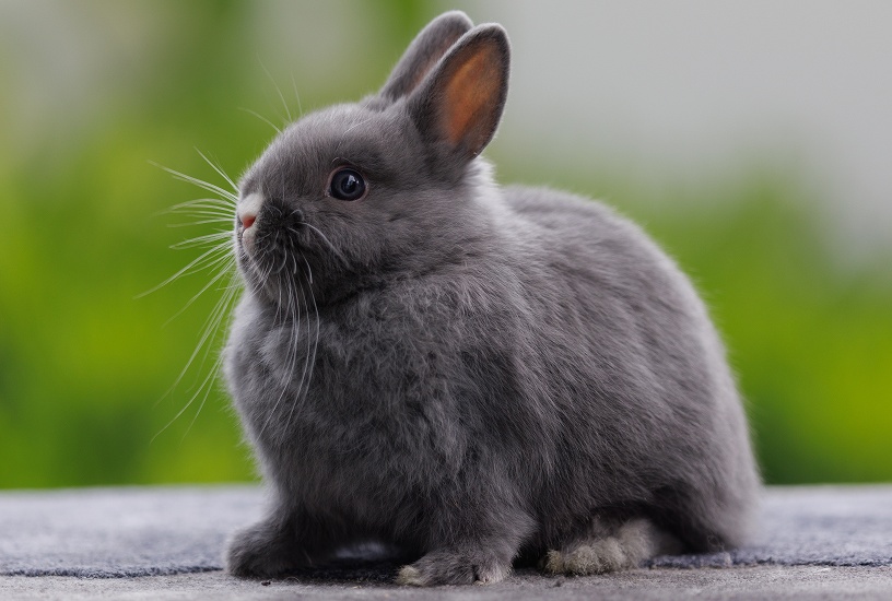 AKO SA STARAŤ O ZAKRPATENÉHO KRÁLIKA