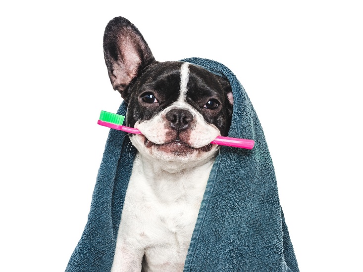 ZUBY PSA A CO O NICH VÍME