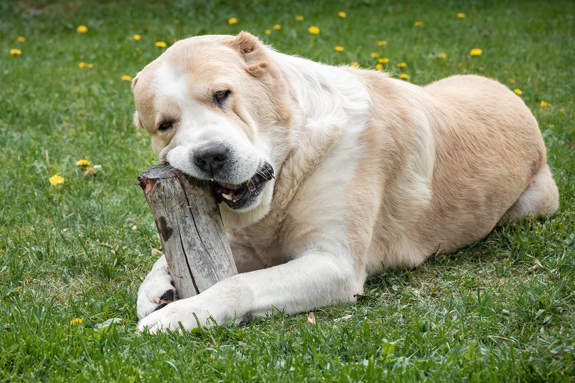 STŘEDOASIJSKÝ PASTEVECKÝ PES