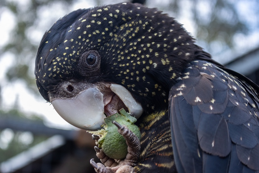 NEŽ SI POŘÍDÍM PAPOUŠKA