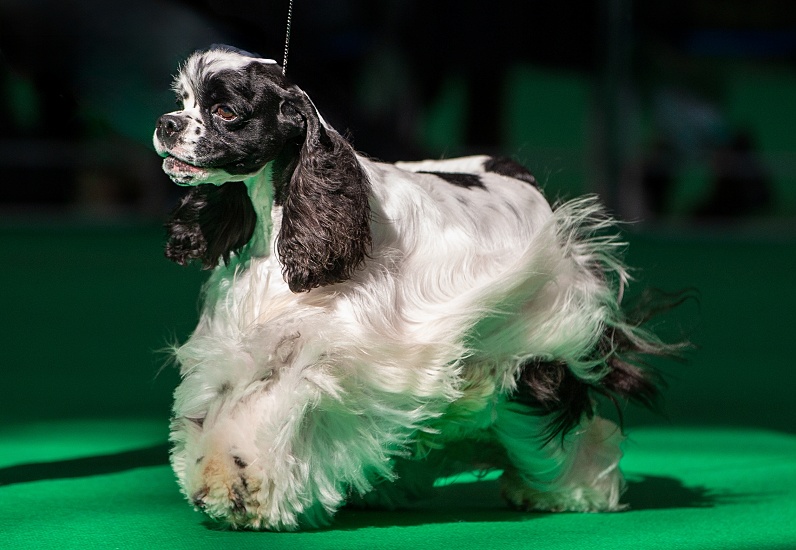 AMERICKÝ KOKERŠPANIEL