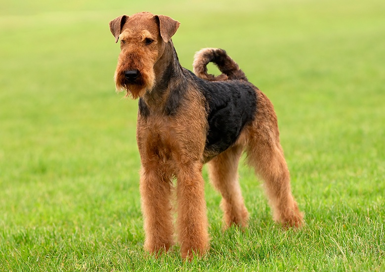 AIREDALE TERIÉR