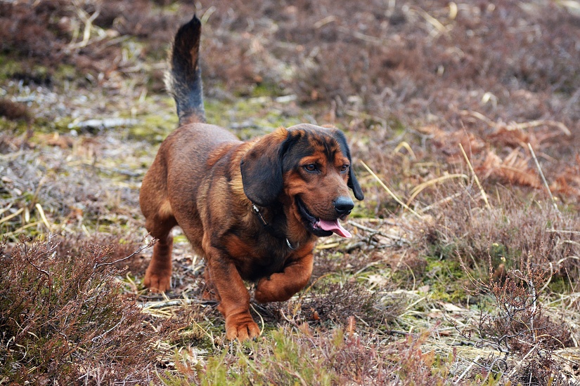 ALPSKÝ JAZVEČÍKOVITÝ DURIČ