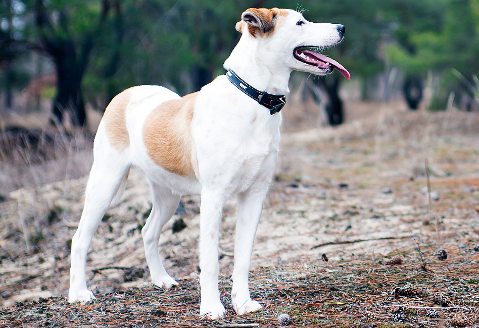 ISTRIJSKÝ KRÁTKOSRSTÝ HONIČ