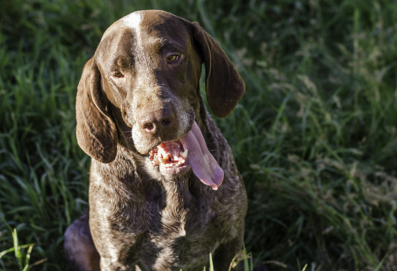BURGOSKÝ PERDIQUERO