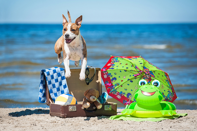 PŘEHŘÁTÍ PSA A PRVNÍ POMOC