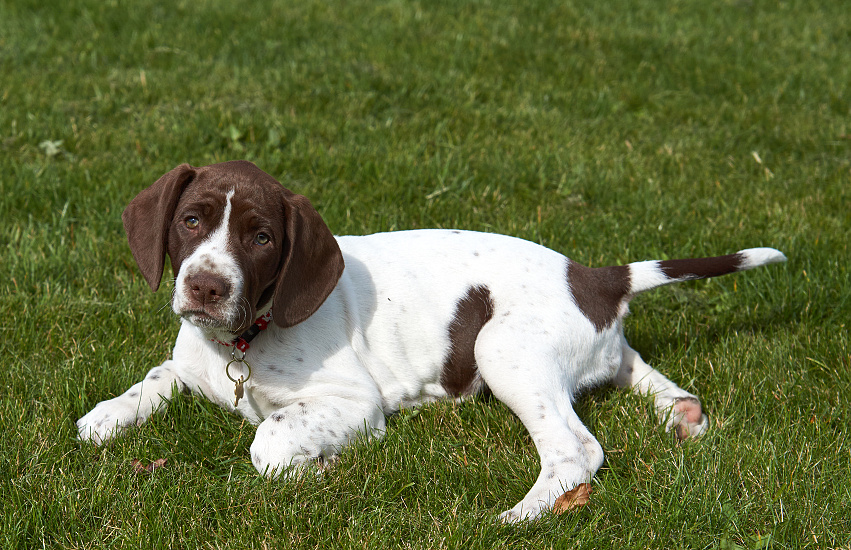 DÁNSKÝ OHAŘ KRÁTKOSRSTÝ