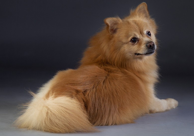 NĚMECKÝ ŠPIC STŘEDNÍ