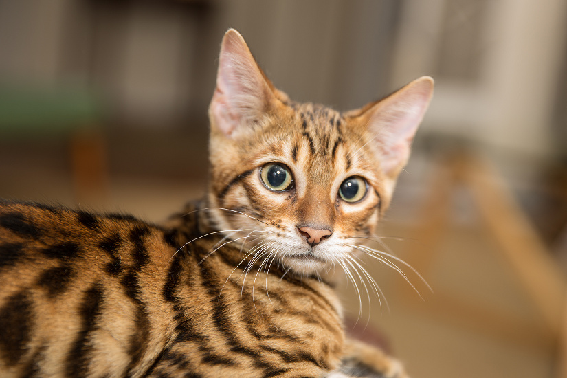 TOYGER