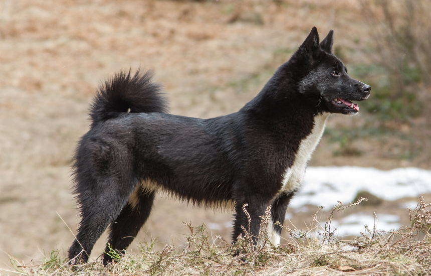 RUSKOEURÓPSKA LAJKA