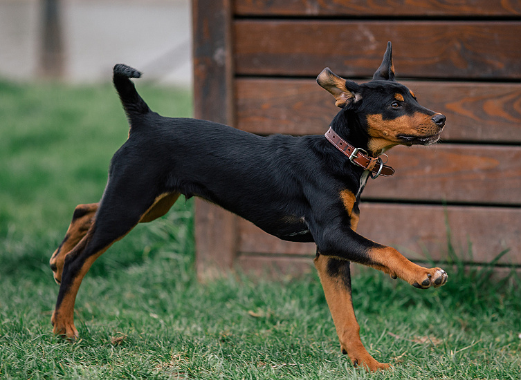 SEDMOHRADSKÝ DURIČ