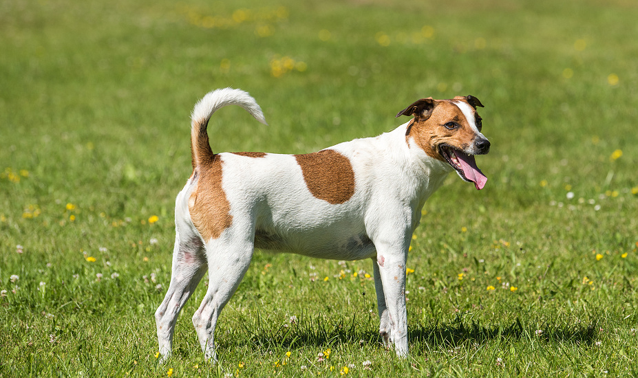 DÁNSKO-ŠVÉDSKY FARMÁRSKY PES