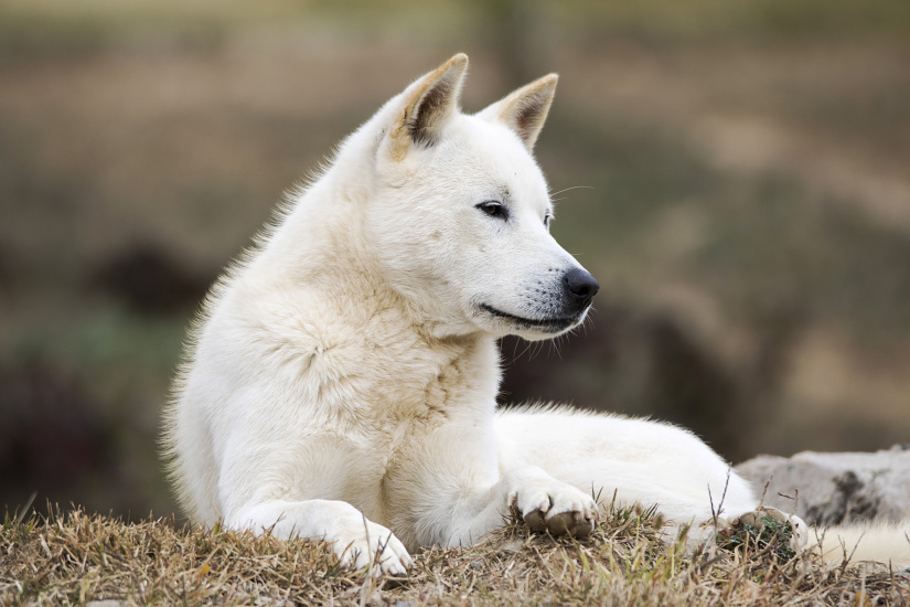 KÓREJSKÝ JINDO DOG